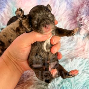 “Sunflower” - F1 Blue Merle Havapoo Female
