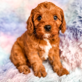 ”Mary” – F1 Red Abstract Cavapoo Female
