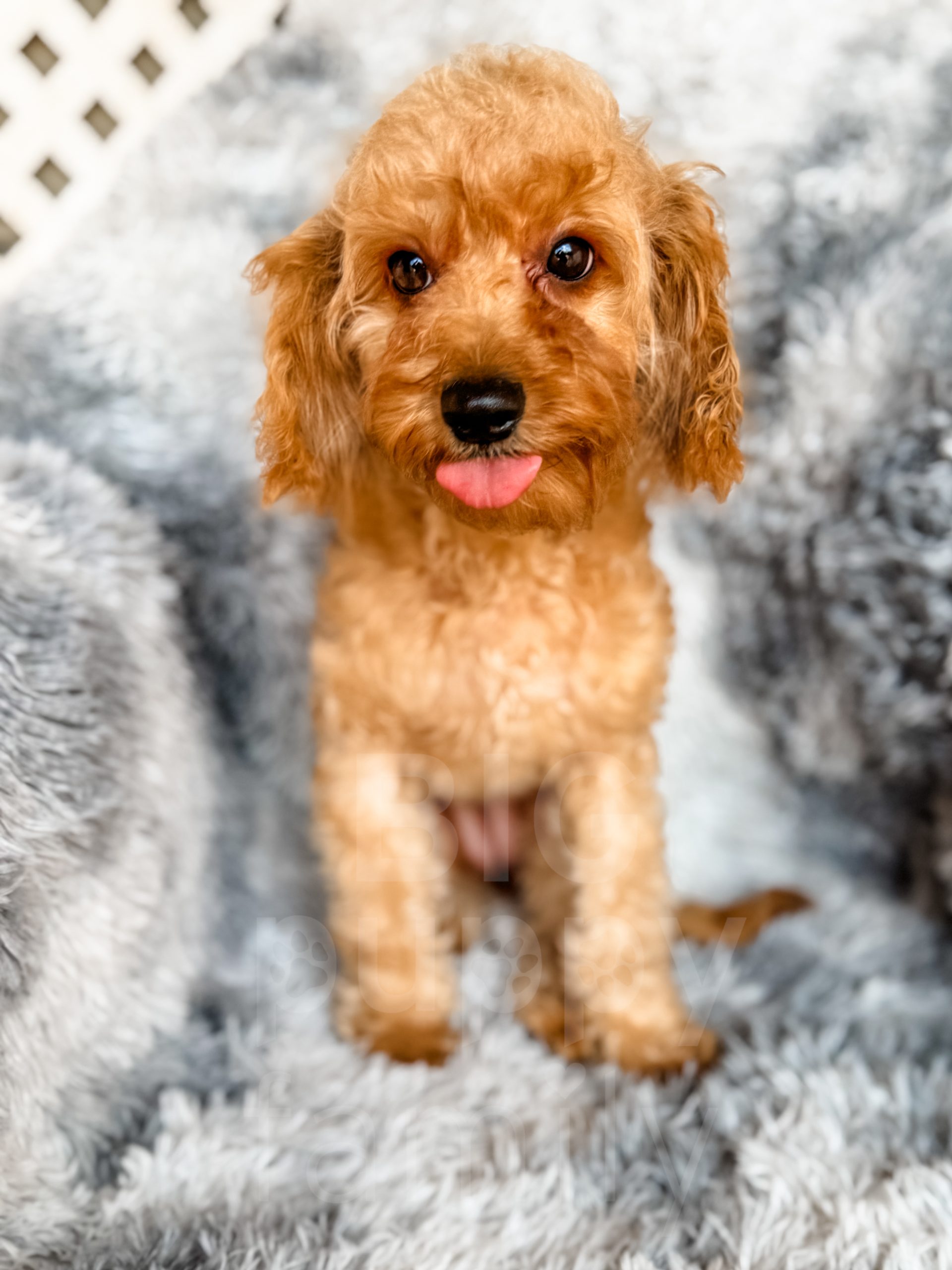 Ada” – F1b Red Abstract Cavapoo Female