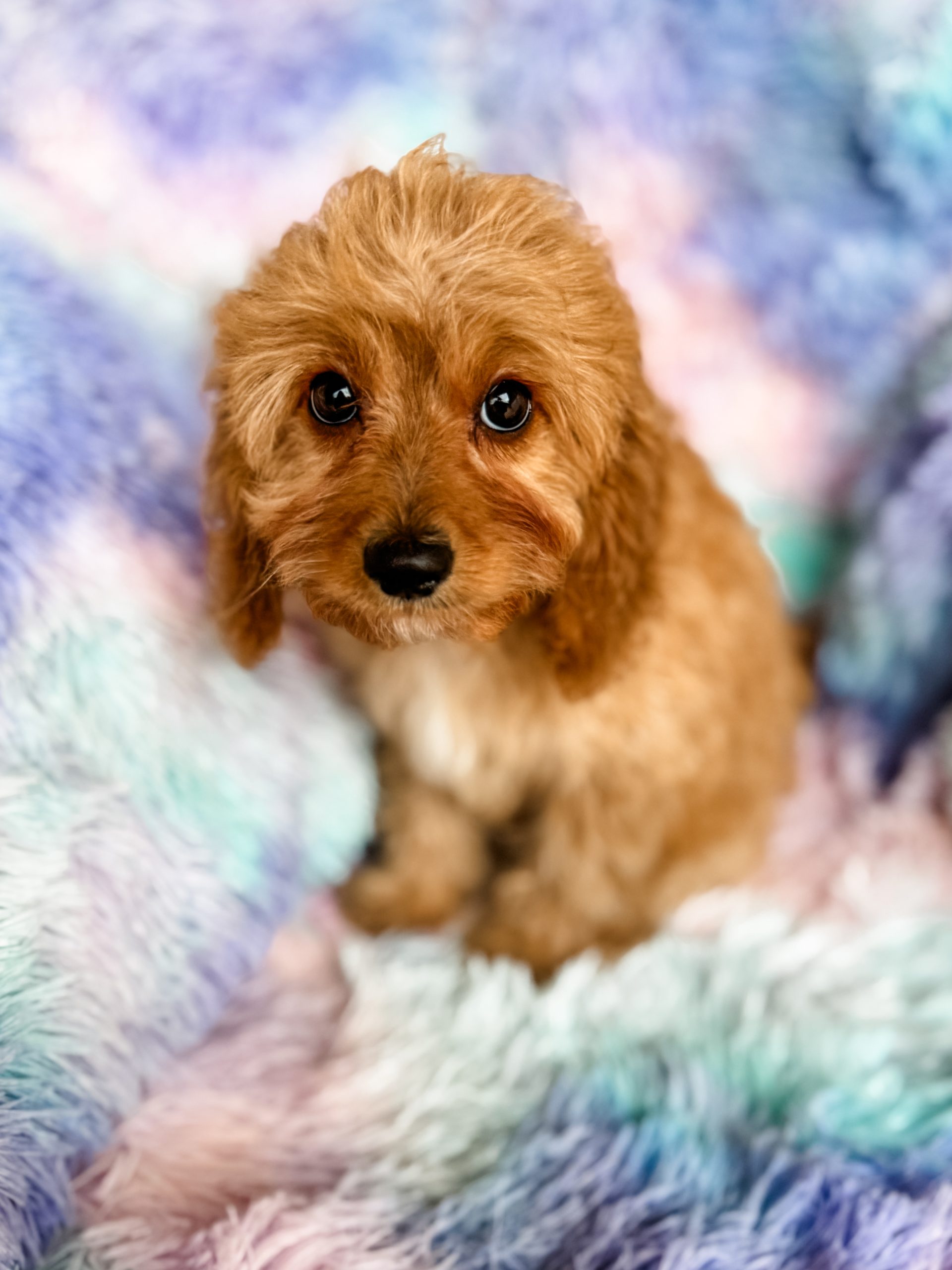Cavapoo, Cockapoo, Havapoo, and Sheepadoodle Puppies from our [BIG ...