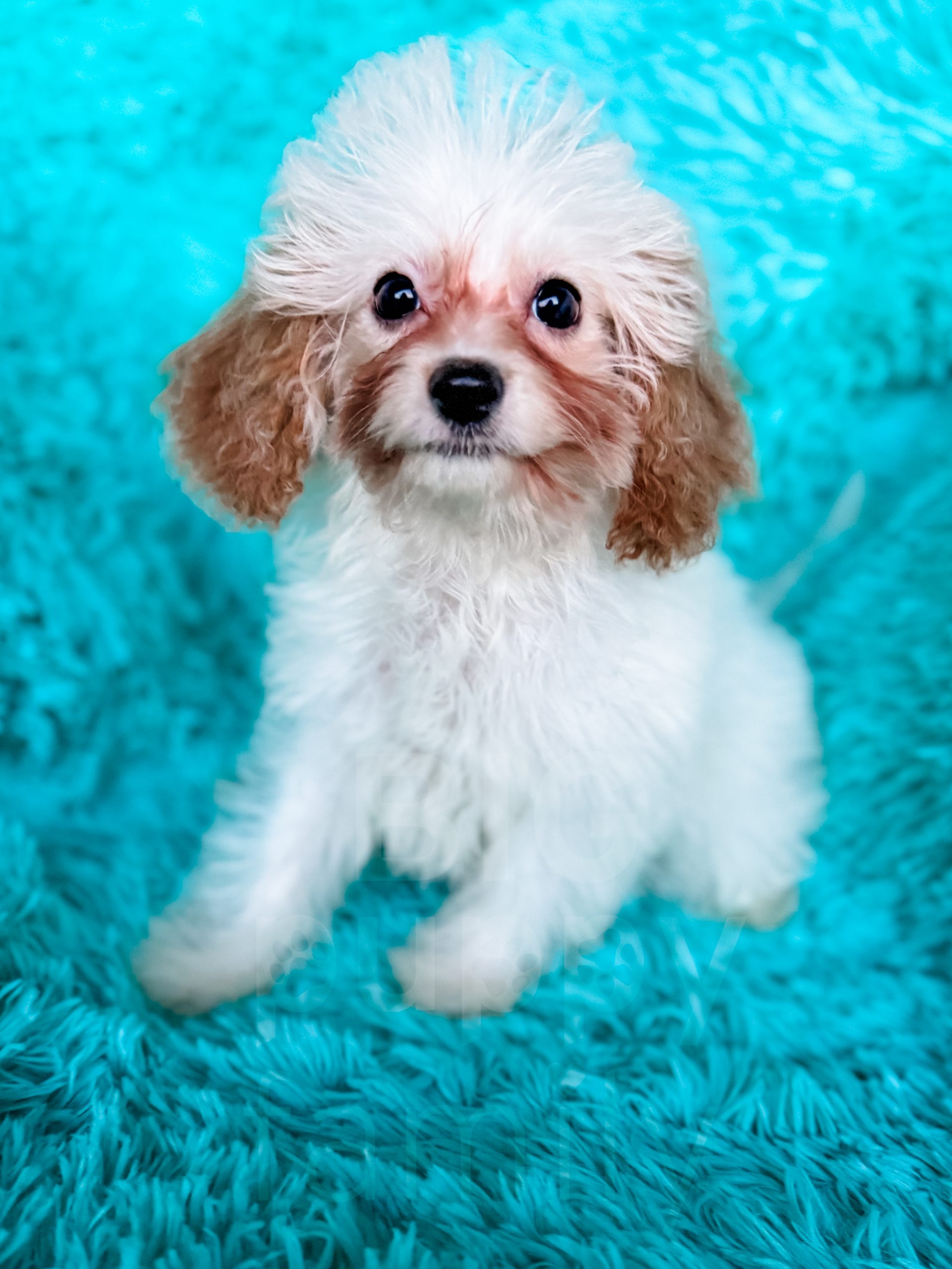 Cavapoo, Cockapoo, Havapoo, and Sheepadoodle Puppies from our [BIG ...