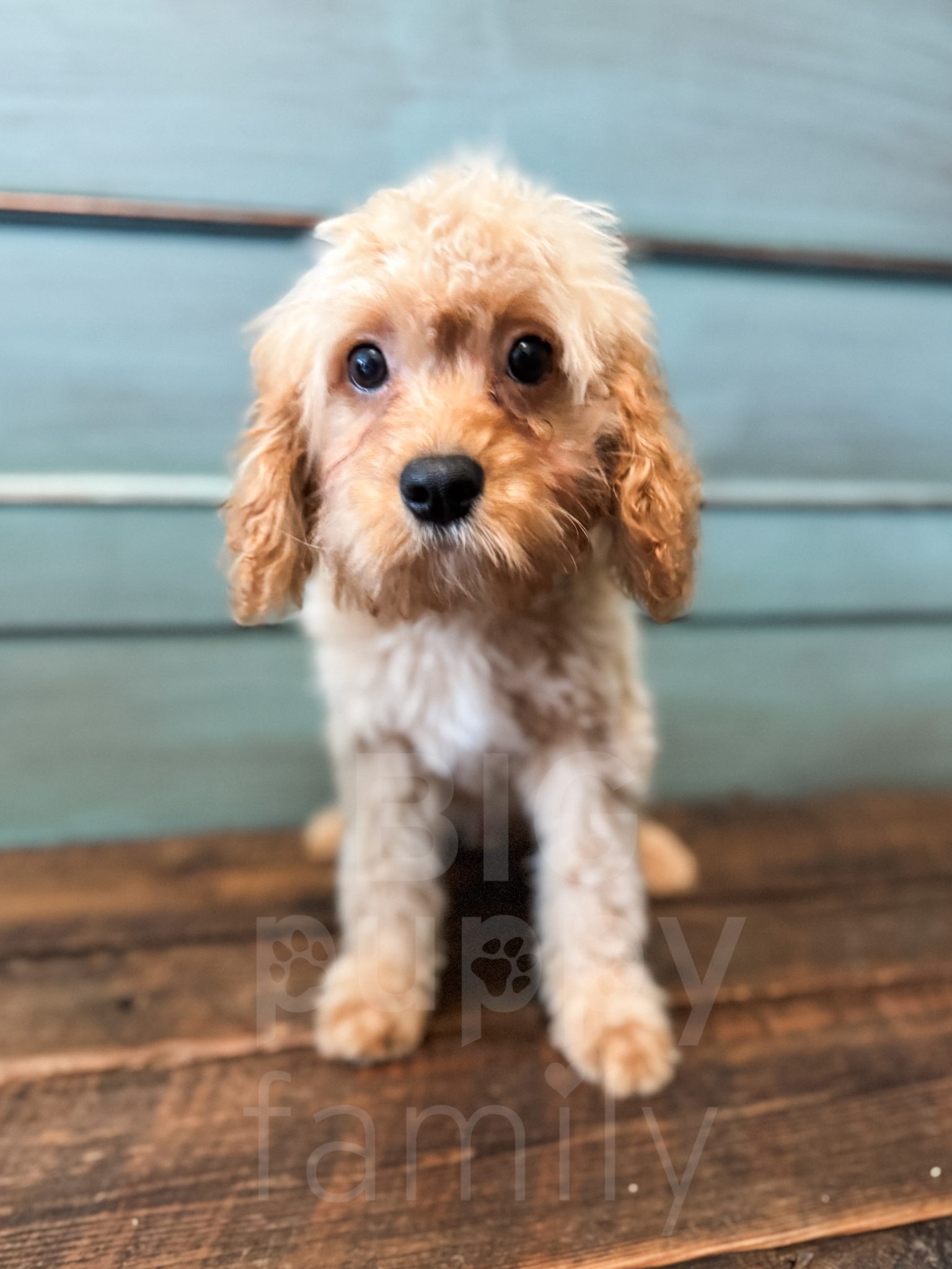 Phantom Abstract Cavapoo “Titus” – F1 Apricot Abstract Cavapoo Male