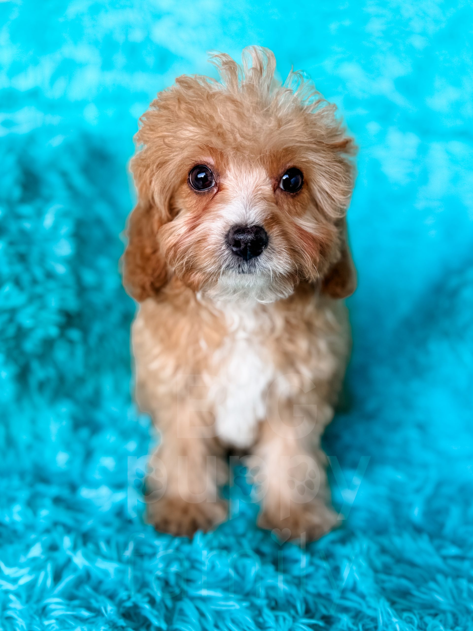 Cavapoo, Cockapoo, Havapoo, and Sheepadoodle Puppies from our [BIG ...