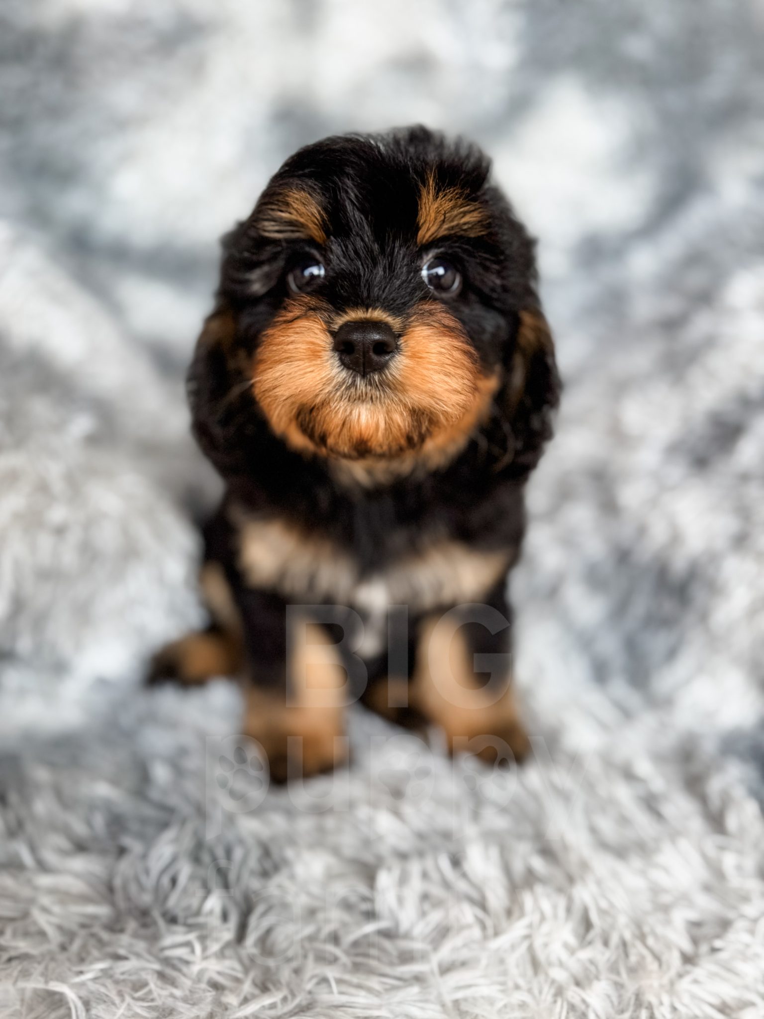 Phantom Abstract Cavapoo “Rocky” – F1 Black Phantom Cavapoo Male