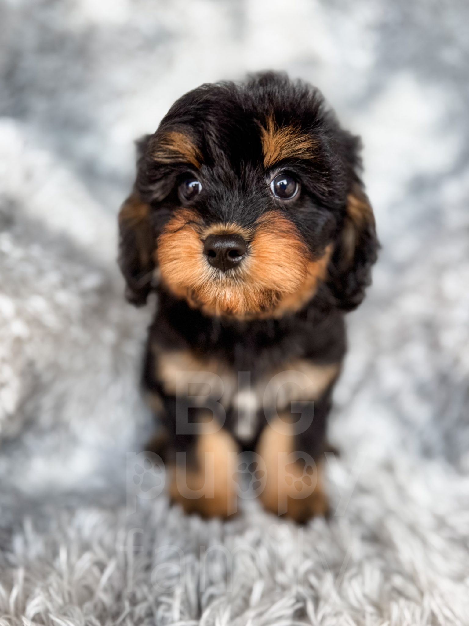 Phantom Abstract Cavapoo “Rocky” – F1 Black Phantom Cavapoo Male
