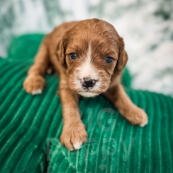 “Ivy” – F1 Red Abstract Cavapoo Female