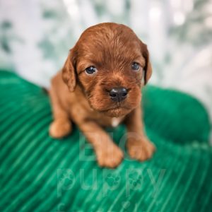 “Elsa” - F1 Red Mini Cavapoo Female