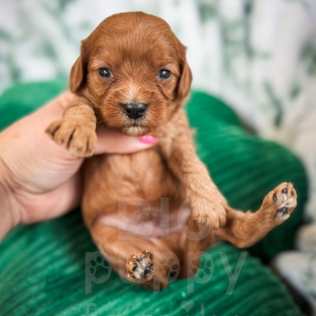 “Robin” – F1 Red Mini Cavapoo Male