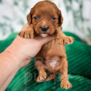 “Flint” - F1 Red Mini Cavapoo Male