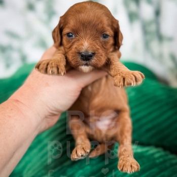 “Flint” – F1 Red Mini Cavapoo Male