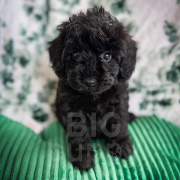 Lava – F1b Black Mini Cockapoo Male