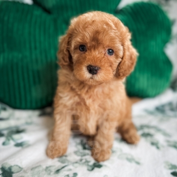 Clay –  F1b Red Mini Cockapoo Male