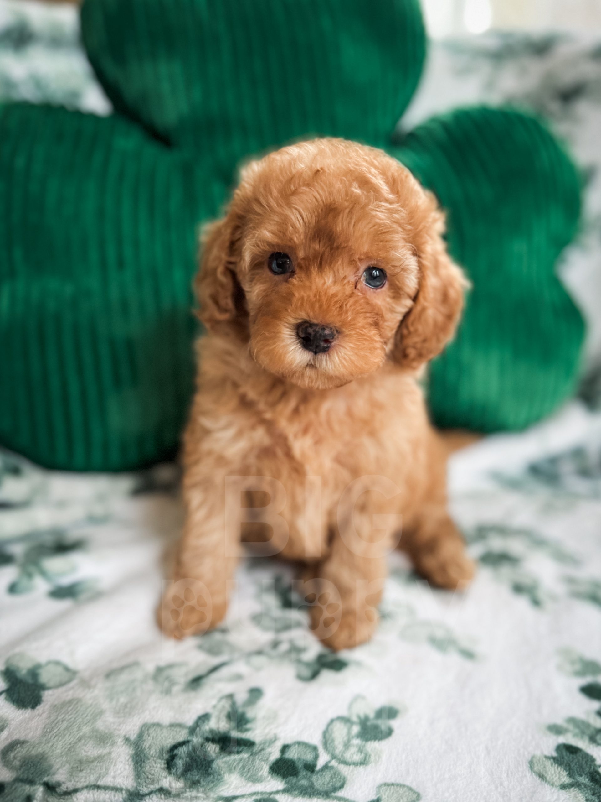 Small Ceramic Cockapoo Is There A Mini Cockapoo