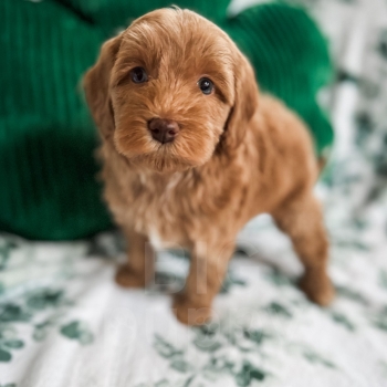 Meadow – F1b Red/Apricot Abstract Mini Cockapoo Female