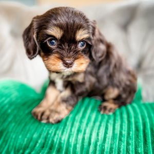 “Caper” - Reverse Brown Phantom Cavapoo Male