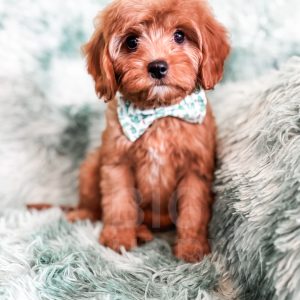 “Robin” - F1 Red Mini Cavapoo Male