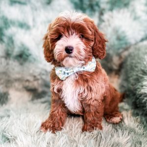 “Charm” - F1b Tuxedo Cavapoo Female