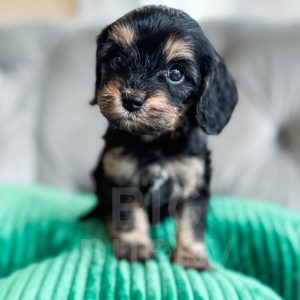 “Olive Oil” - Reverse Phantom Cavapoo Female