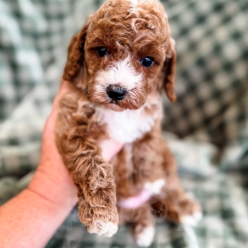 “Heart” – F1b Red Tuxedo Cavapoo Female