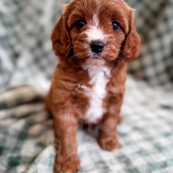 “Rainbow” – F1b Red Abstract Cavapoo Female