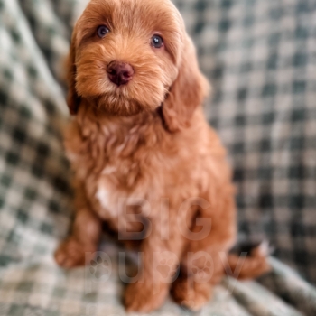 Meadow – F1b Red/Apricot Abstract Mini Cockapoo Female