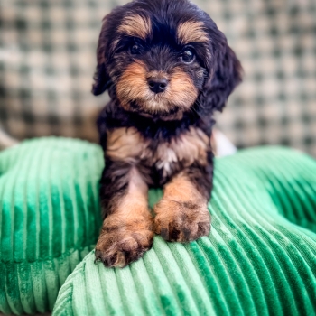 “Olive Oil” – Reverse Phantom Cavapoo Female