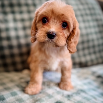 “Chili” – Reverse Apricot Cavapoo Male