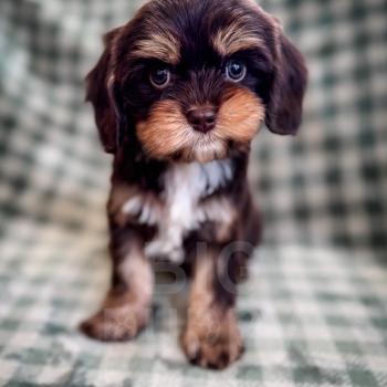 “Caper” – Reverse Brown Phantom Cavapoo Male