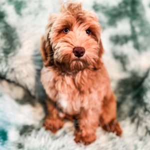 Meadow - F1b Red/Apricot Abstract Mini Cockapoo Female
