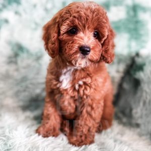 “Ivy” - F1 Red Abstract Cavapoo Female