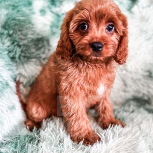 “Elsa” - F1 Red Mini Cavapoo Female