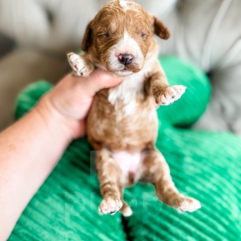 “Heart” – F1b Red Tuxedo Cavapoo Female