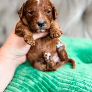 “Rainbow” - F1b Red Abstract Cavapoo Female
