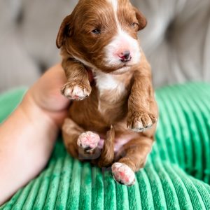 “Charm” - F1b Tuxedo Cavapoo Female