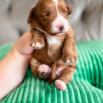 “Charm” – F1b Tuxedo Cavapoo Female