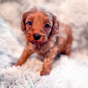 “Ziti” - F1b Red Abstract Mini Cavapoo Male