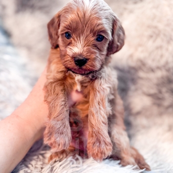 “Orzo” – F1b Mini Red Abstract Cavapoo Male