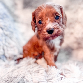 “Rigatoni” – F1b Red Abstract Mini Cavapoo Male