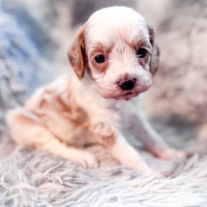 “Ravioli” - F1b Red Parti Mini Cavapoo Male