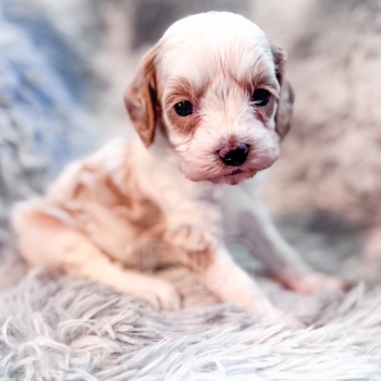 “Ravioli” – F1b Red Parti Mini Cavapoo Male