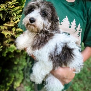 “Manchester” - F1b Sable Merle Parti Cavapoo Male