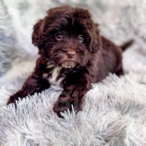 Brownie - F1 Brown Abstract Toy Havapoo Female