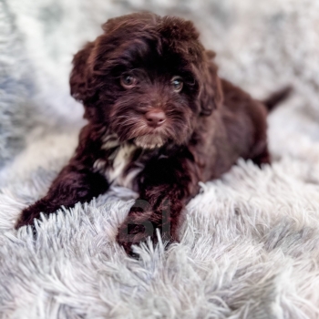 Brownie – F1 Brown Abstract Toy Havapoo Female