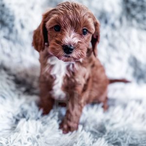 “Rigatoni” - F1b Red Abstract Mini Cavapoo Male
