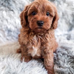 “Ziti” - F1b Red Abstract Mini Cavapoo Male