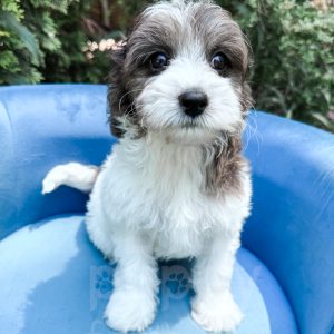 “Manchester” - F1b Sable Merle Parti Cavapoo Male