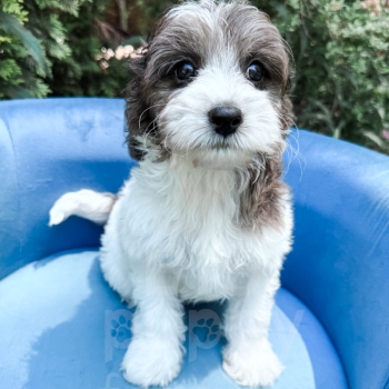 “Manchester” – F1b Sable Merle Parti Cavapoo Male