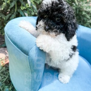 “Nampula” - F1b Black Parti Cavapoo Male
