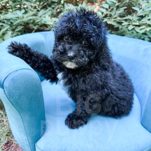 “Amsterdam” - F1b Black Abstract Cavapoo Male