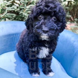 “Lichinga” - F1b Black Abstract Cavapoo Female
